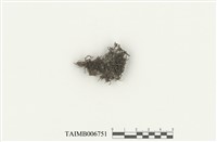 藏品(鈍頭帶葉蘚)的圖片